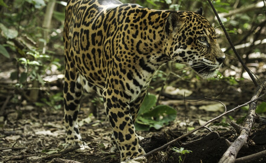 Jaguar in Santa Rosa National Park, Guanacaste, Costa Rica