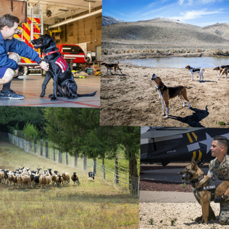 Courtesy of Shana Thompson