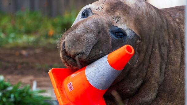 In this photo provided by Sam Volker Photography, Neil the Seal, a 1,000 kg (2,200 pound) elephant seal, plays with a traffic cone in Tasmania, Australia, on June 27, 2026.