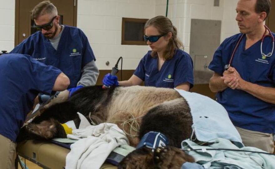 Tian Tian receives laser therapy treatment during a full veterinary exam.