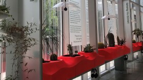 As part of the "Sonic Succulents" exhibit at the Brooklyn Botanic Garden, visitors are encouraged to touch plants and listen to what that contact sounds like.
