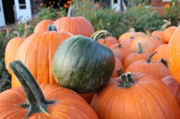 Del Mar Pumpkin Station
