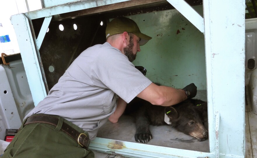 Ryan Williamson injects a female bear yearling with a drug concoction that will counteract the anesthetizing drugs it was given for processing. It will wake up only a few minutes later.