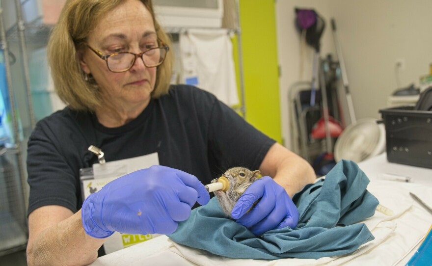 Julie Edwards, a volunteer at City Wildlife in Washington, D.C., hand feeds one of the baby squirrels.