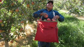 Maria Dominguez picks Gala apples in an orchard in Wapato, Wash., in 2007.