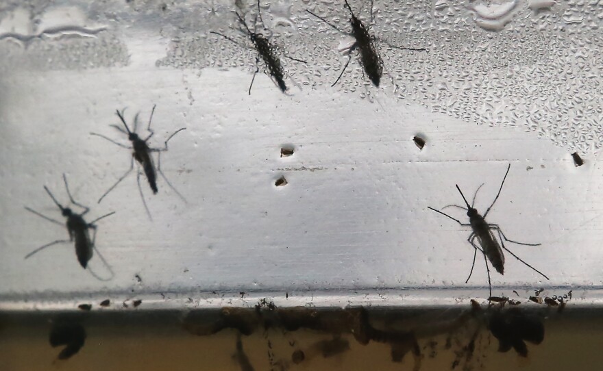 Aedes aegypti mosquitoes are displayed at an exhibition on Jan. 28 in Brazil. The mosquitoes can be carriers of the Zika virus. Several cases of the virus have spread to Puerto Rico.