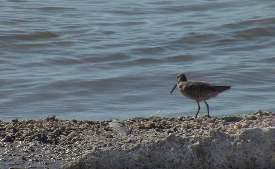 A bird skirts the Salton Sea's receding shoreline, April 10, 2015.