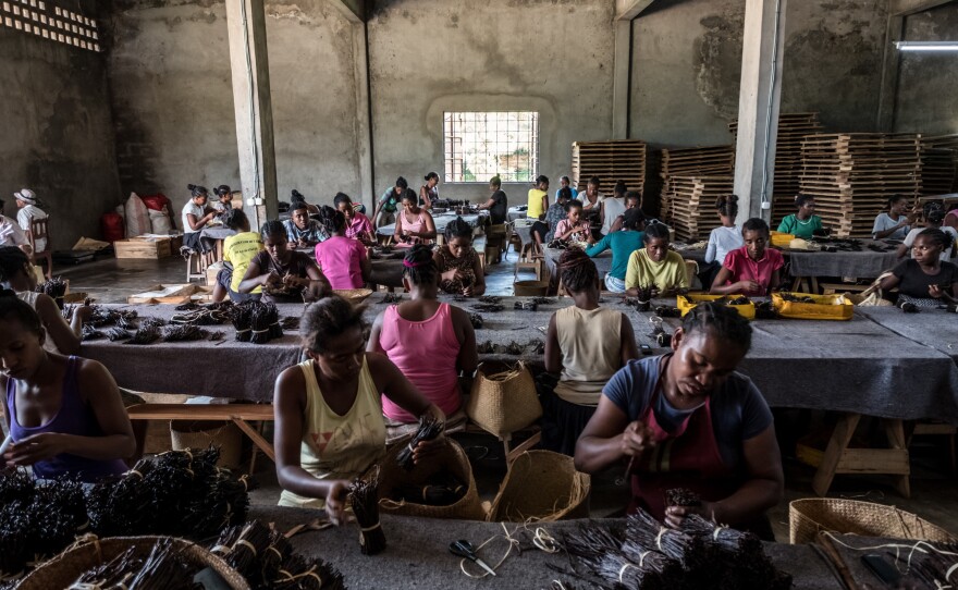 Workers sort through bundles of vanilla at the Virginia Dare warehouse in Antsirabe Nord, Madagascar. When this photo was taken last year, the warehouse contained roughly $5 million worth of vanilla.