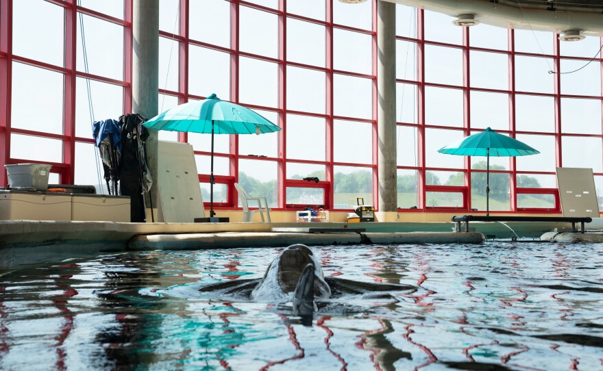 The umbrellas near the National Aquarium's dolphin tanks are meant to prepare the animals for what life will eventually be like in an open air sanctuary.
