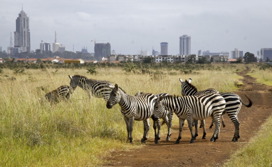 The city skyline is seen behind a group of zebras in the Nairobi National Park in Nairobi, Kenya, where, lions, rhinos and other animals roam just miles from downtown.