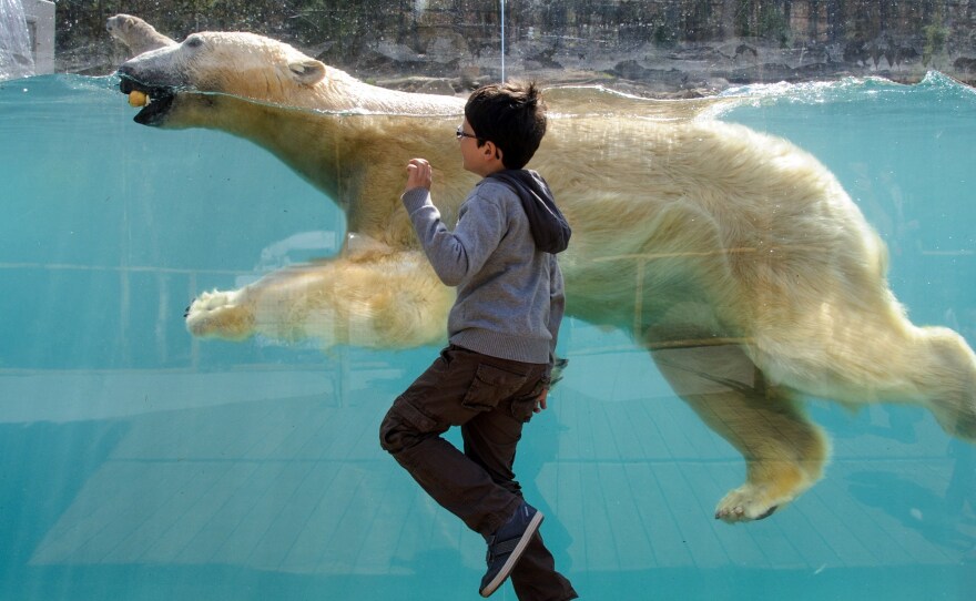 Lots of swimming in icy seas may have helped bears evolve to eat a high-fat diet yet remain healthy.