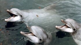 Dolphins in U.S. Navy program