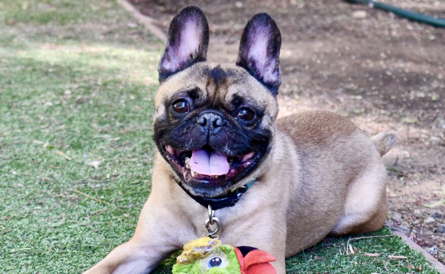 A French bulldog smiles with their chew toy in this undated photo.