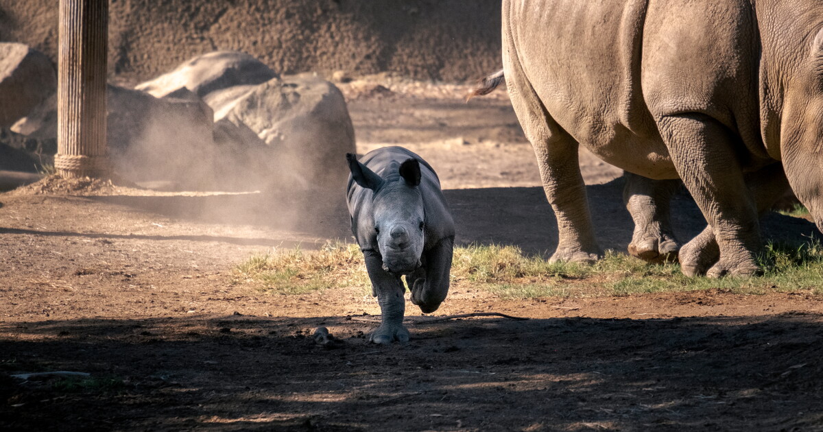 San Diego rhino birth may help another nearly extinct rhino