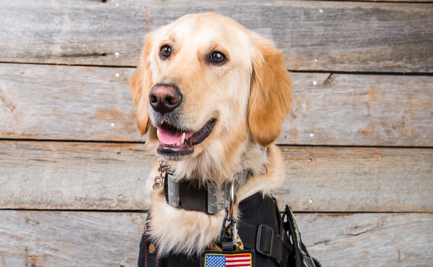 Founded by Shari Duval and her son Brett Simon, K9s For Warriors matches trained service dogs with American veterans suffering from PTSD.