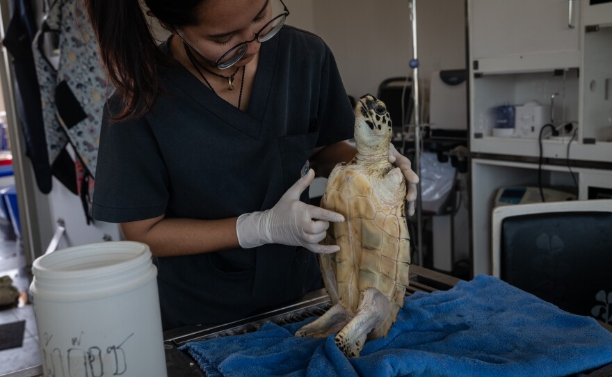 Oranee Jongkolpath, 30, a veterinarian at Thailand's Department of Marine and Coastal Resources' research and development center in the Rayong province, prepares to clean a hawksbill turtle in Prasae, Thailand, on Jan. 18, 2025. The turtle was found by fishermen in a garbage patch and was likely entangled in ghost nets — fishing nets that are lost or discarded by fishermen — that had caused severe damage to its two front flippers.