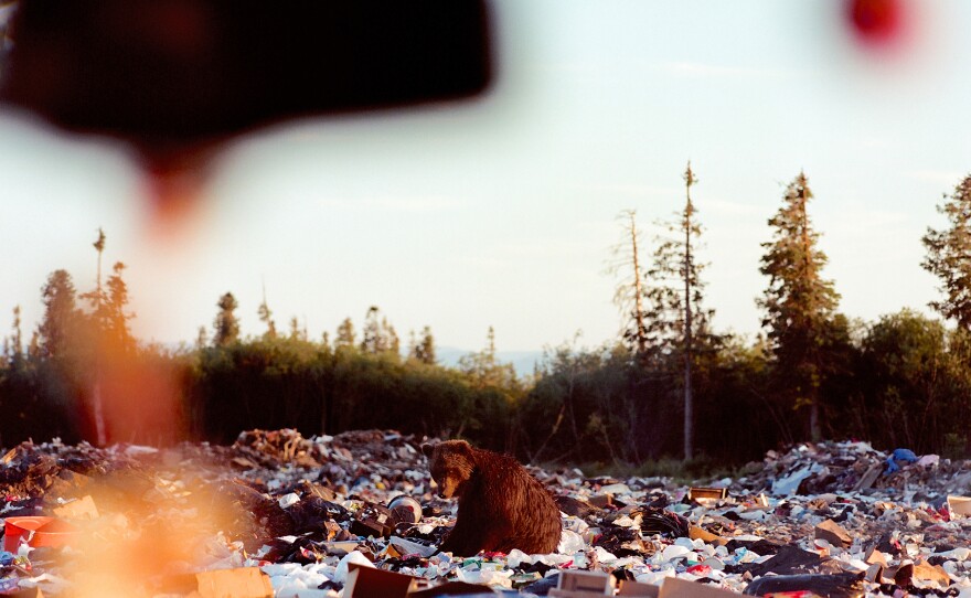 A brown bear is seen at the dump in Aklavik, Canada. The Aklavik town website says it's the "home of barrenland grizzly."