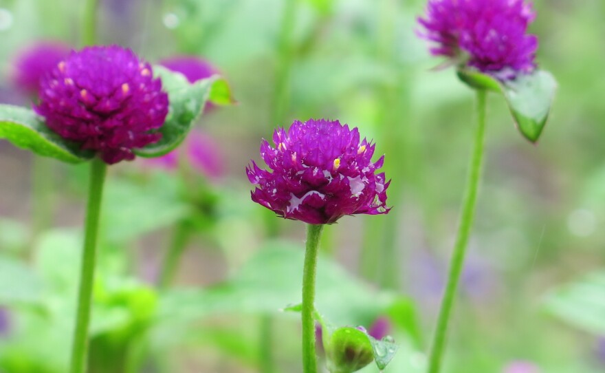 Many flowers at Hillwood gardens in Washington, D.C., are still doing well, despite the ever-changing local climate.