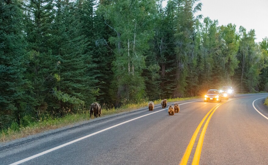Grizzly 399 and her four mid-sized cubs on the road with cars following them, Grand Teton National Park.