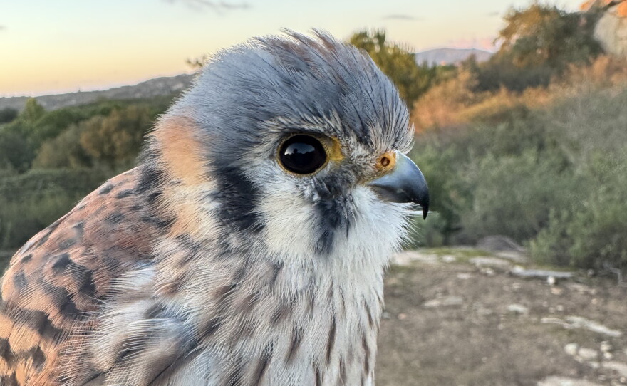 Kestrel