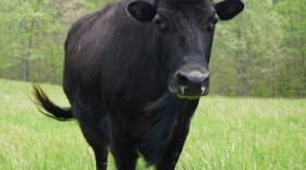 This hybrid bull, which lives on the A&K Ranch near Raymondville, Mo., will be part of the process to create beefalo that are 37.5% bison, the magic number for the best beefalo meat.