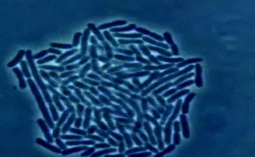 Bacteria. FRONTLINE investigates the growing superbug crisis.