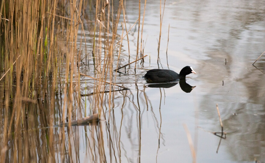 A coot paddles through the marshland at the Ealing Beaver Project.