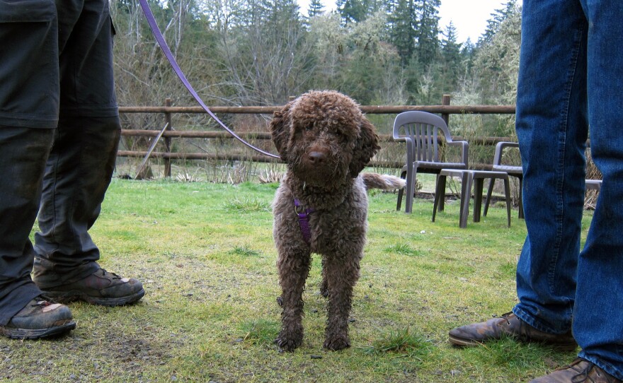 Lagottos have a strong search drive, keen sense of smell and compact, curly coat. All those traits help explain why, in Italy, they have long been the breed of choice for unearthing truffles.