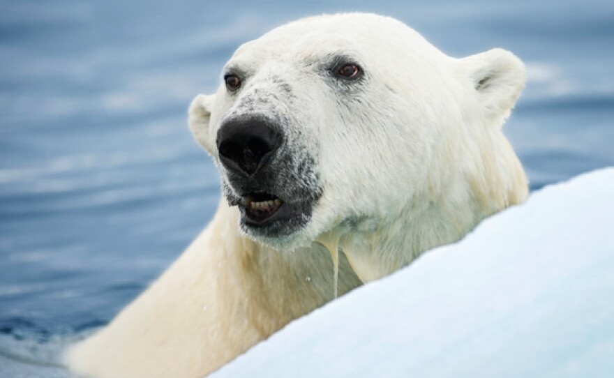 Polar bear, watching.