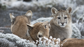 A puma mother and her three cubs resting together. Torres del Paine National Park, Patagonia, Chile.