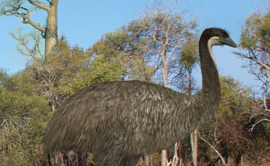 More than 6 feet tall, and weighing more than 500 pounds, the now extinct "elephant bird" ran through the spiny forests of ancient Madagascar. DNA evidence suggests New Zealand's kiwi is its closest modern cousin.