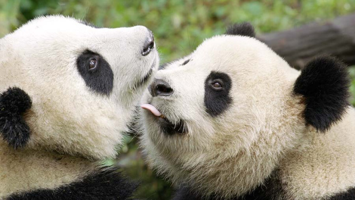 Three-year-old Giant Panda and his mother in Wolong Panda Center. No longer a teenager, he will need to fend for himself in the wilderness.