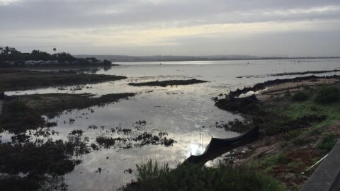 King Tides at the Kendall Forest Marsh in Mission Bay, Jan.12, 2017. 