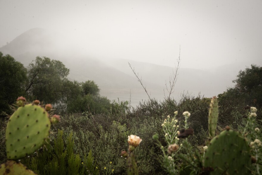Plants are seen in the Lake Hodges area. Feb. 20, 2024.