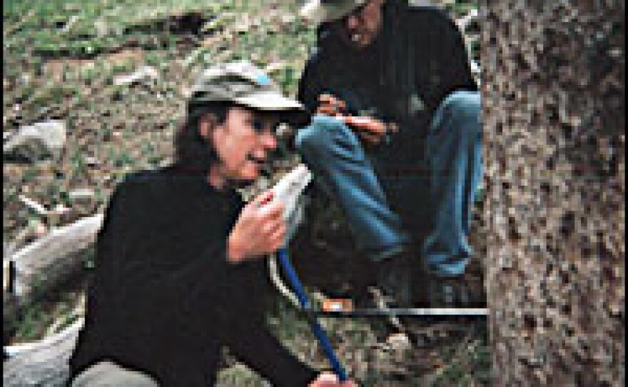 Connie Woodhouse, a University of Arizona climate scientist, uses a tree borer to extract a sample of a tree's rings.