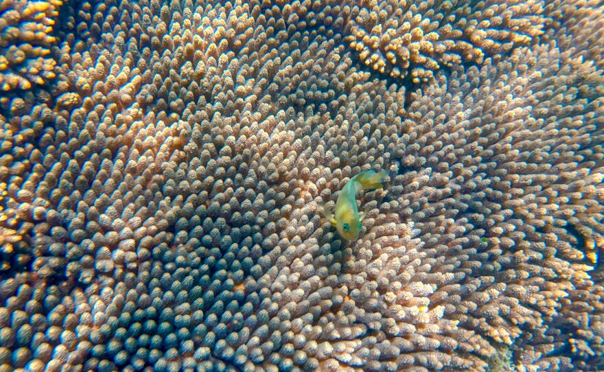 Although coral reefs take up only a small fraction of the ocean it's estimated that a quarter of all marine species depend on them.