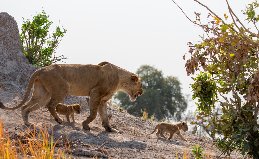 Young lioness Serami is finding her feet as a new mum to two tiny cubs.
