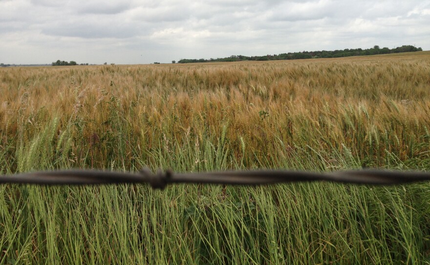 Wheat stretches across an Oklahoma field.