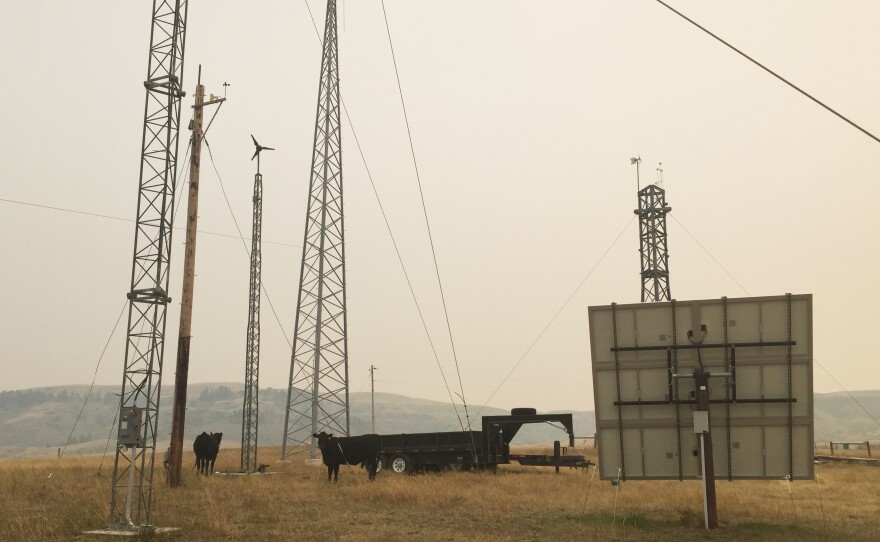 Jenni Bryce's cattle graze around her family's wind turbines and solar panels at her home near Belt, Montana.