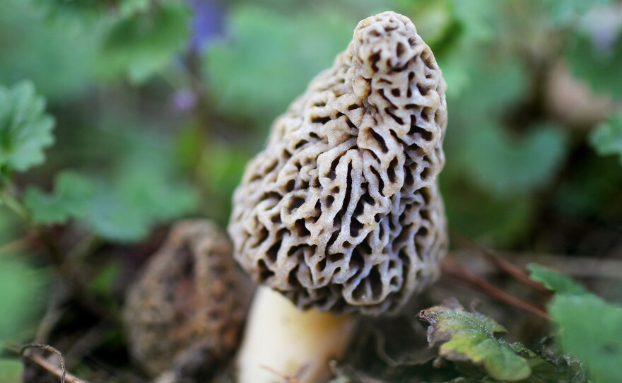 Morel mushrooms thrive in forests following a big burn.