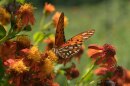 A Gulf fritillary butterfly perches on a flower at the National Butterfly Center, which is home to several endangered plants and threatened animals. The center is asking a federal judge to block government officials from building a border wall on its property.