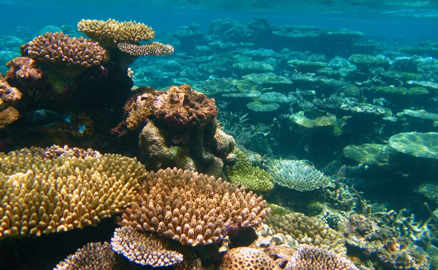 Coral reef in the Maldives.