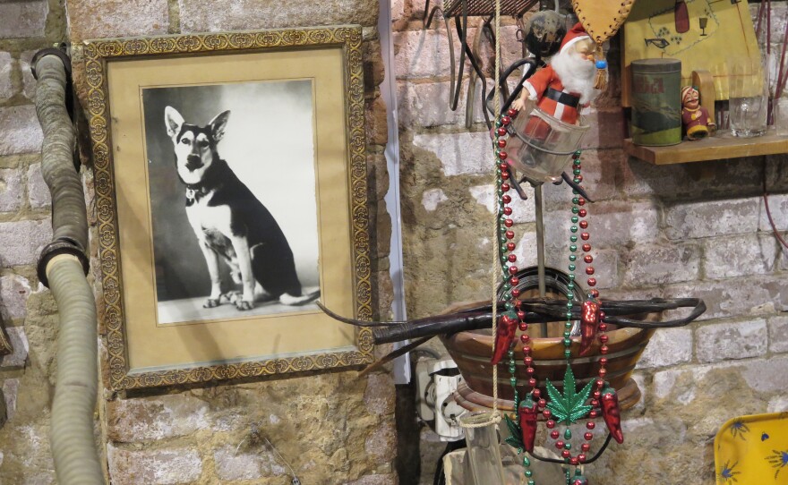 A formal studio portrait of a German Shepherd, along with 13 years' worth of dog licenses from an elderly Egyptian woman's collection, made up a small part of Naguib's gallery exhibit.