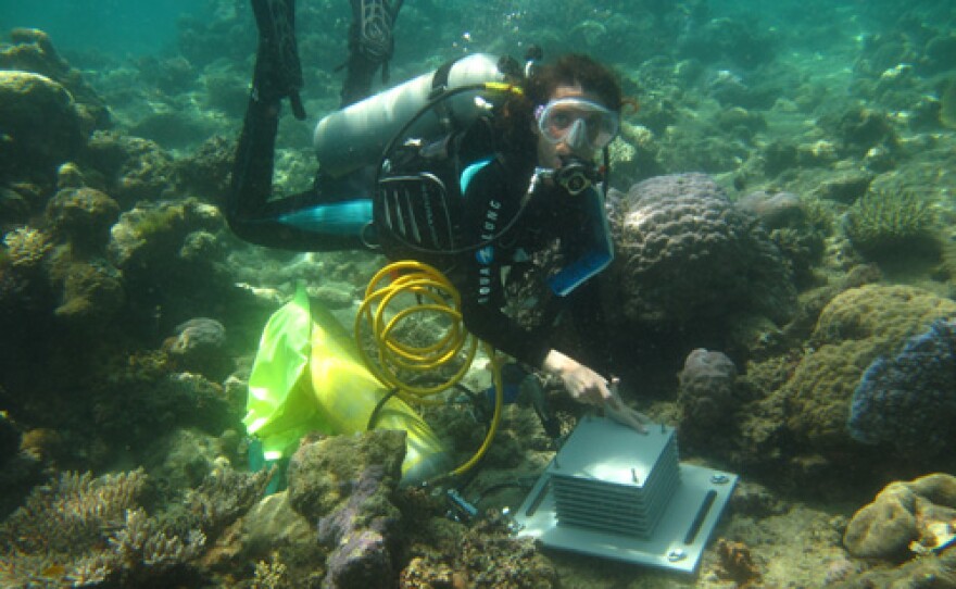 Dr. Laetitia Plaisance at work under water, on the reef Alotau, Milne Bay, Papua New Guinea.