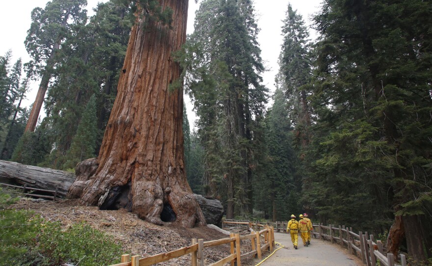 Firefighters walk near a giant Sequoia at Grant Grove in Kings Canyon National Park, Calif., on Saturday.