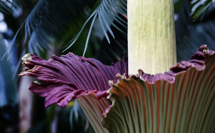 The color of the corpse flower is meant to mimic the color of rotting flesh and raw meat.