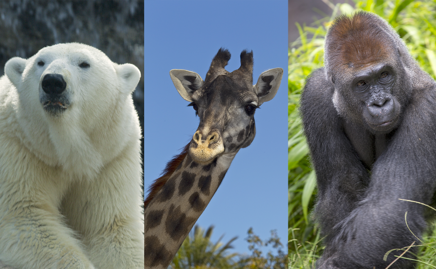 Polar bear Kalluk, giraffe Nicky and gorilla Maka, longtime San Diego Zoo residents, all died within days of each other in August 2025.