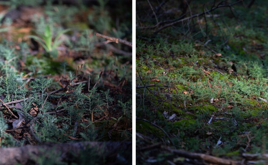 Some areas of Sequoia and Kings Canyon National Parks show a carpet of green — thousands of sequoia seedlings poking a few inches above the ground. In more severely burned areas, there are fewer emerging from the soil.