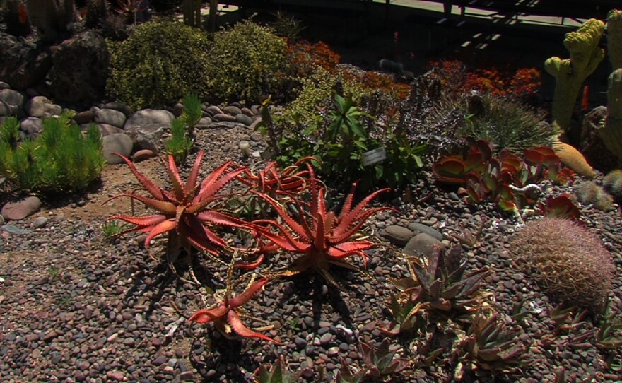 Drought resistant plants are on display at the Water Conservation Garden in El Cajon. June 1, 2015.