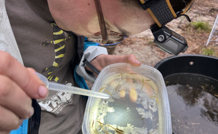 A single macroscopic predator that goes undetected in the water they've collected from wetlands can eat salamander eggs or aquatic larvae.